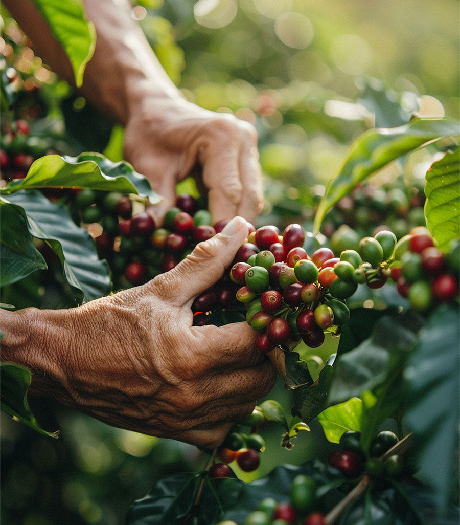 Why Coffee Is a Fruit: Understanding the Coffee Cherry